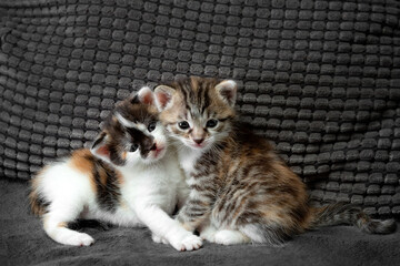 two newborn tricolor kittens sit together on a gray couch and look into the camera lens