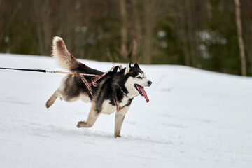 Fototapeta na wymiar Running Husky dog on sled dog racing