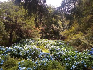 flowers in the mountains - Parco della Burcina Biella Italy