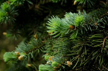 Obraz premium Fir tree background. Close up soft focused backdrop with christmas tree branches.