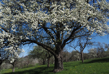 Birnenbaum in Streuobstwiese, Obstbl&uuml;te