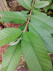 close up of green leaves