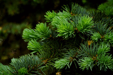 Fir tree background. Close up soft focused backdrop with christmas tree branches.