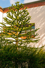 Fototapeta premium Kunstbaum