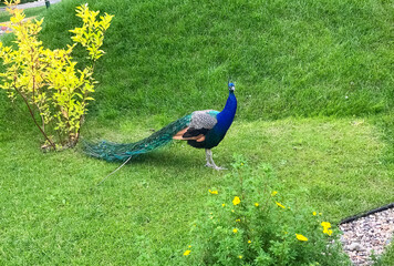 Fototapeta premium Peacock walks on the green grass in the zoo.