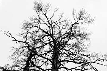 Dried bare tree on a white sky, many branches.
