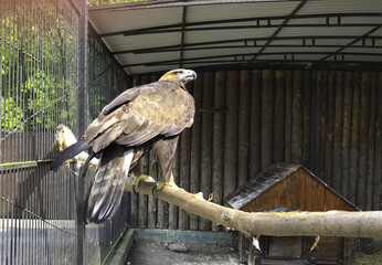 A brown eagle with a powerful beak sits on a branch in the zoo.