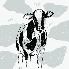 black and white cow