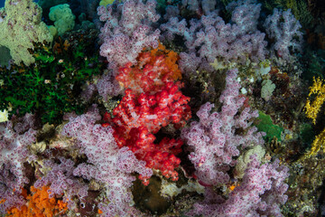 Colorful soft corals thrive on a healthy reef in Raja Ampat, Indonesia. This remote region is known for its incredible biodiversity and is a destination for scuba divers and snorkelers.