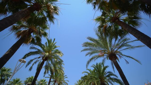 Palm trees at a blue sky - travel photography