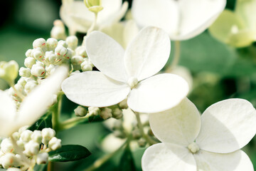 Blooming inflorescences of white hydrangea.Flowers and buds close up.Selective focus with shallow depth of field
