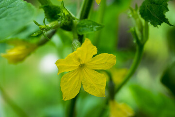 Blooming cucumber plant in the garden. Shallow depth of field.