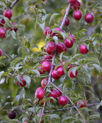 organic ripe plums on the tree