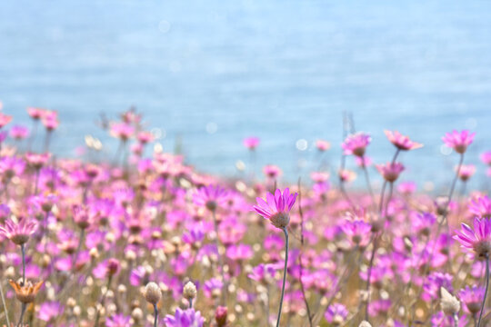 Wildflowers violet pink ( Xeranthemum annuum, annual everlasting, immortelle ) in the meadow near the sea on soft background in summer