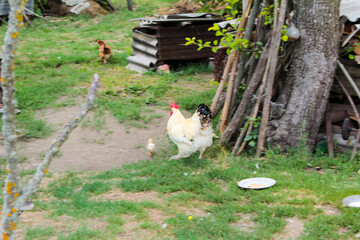 hen and chickens in farm
