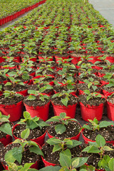 Alignement de plantes vertes dans des pots rouges