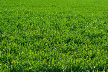 Bright background, close-up of juicy, green wheat sown in the field, cereal plants outdoors, agriculture, agronomy.