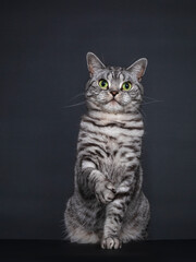 Handsome adult silver spotted British Shorthair cat, sitting up. Looking straigth to lens with green eyes. Isolated on black background. One paw playful in air.