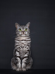 Handsome adult silver spotted British Shorthair cat, sitting up. Looking straigth to lens with green eyes. Isolated on black background.