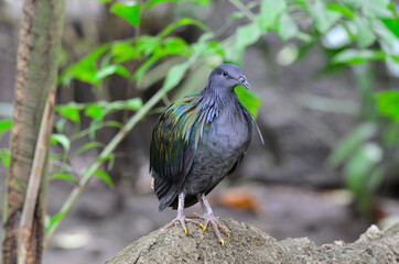Nicobar pigeon or island dove (aloenas nicobarica) beautiful grey and velvet green gold to purple bird perching on dirt pole,