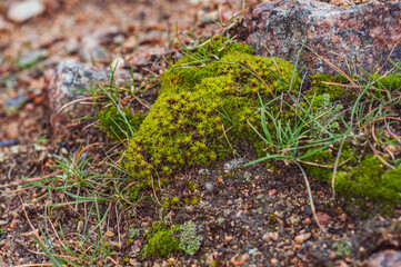 Bright green moss and grass among granite, brown stones, outdoors, soil plant, flora in nature.