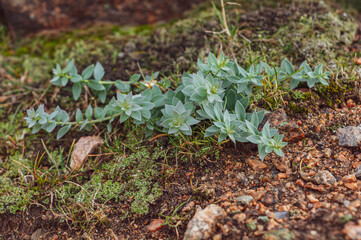 Bright green moss and grass among granite, brown stones, outdoors, soil plant, flora in nature.