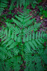 Fern leaf close up. Fern in the forest.