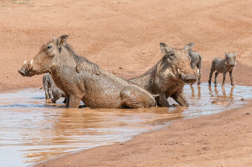 Fototapeta premium Family of Common warthog (Phacochoerus africanus) 