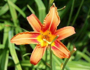 A close view of the bright orange flower in the sunlight.