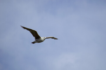 A seagull flying over the sea in a light blue sky 