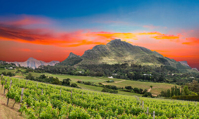 Fototapeta na wymiar View of constantia wine valley from glen constantia wine estate cape town south africa