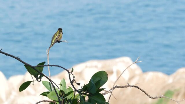 Hummingbird Ocean Swift Images β Browse 159,824 Stock Photos, Vectors, and Video | Adobe ...