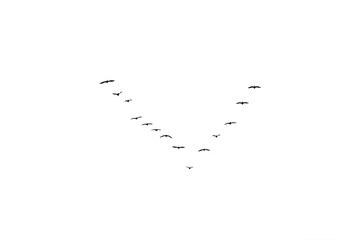 Obraz premium Birds key in flight isolated on white.
