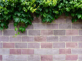 Ivy growing on a brick wall. A pink brick wall twined with ivy. Background.