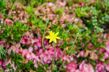 黄色の小さな花
