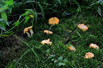 Wild yellow delicacy chanterelle mushrooms in the forest. Yellow Chanterelles, Cantharellus cibarius