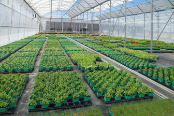 Sous une serre en verre des alignements de plantes en pots attendent d'être vendues