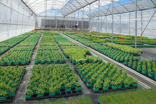 Sous une serre en verre des alignements de plantes en pots attendent d'&ecirc;tre vendues