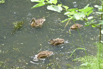 ducks on the lake