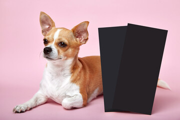 Small smart dog best friend on pink background studio with two card invitation or commercial.
