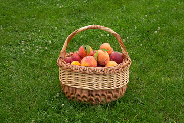 Ripe red domestic peach friuts in the basket on the green grass.