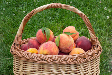 Ripe red domestic peach friuts in the basket on the green grass.