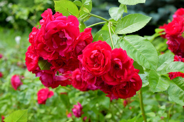 red roses