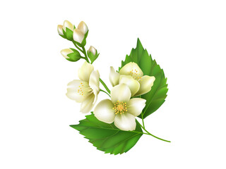 The sprig of Jasmine. Realistic vector illustration isolated on white background - 366304700