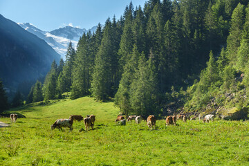 Milchkühe auf einer Almwiese am Waldrand mit Gletscher im Hintergrund