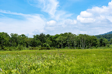 初夏の尾瀬