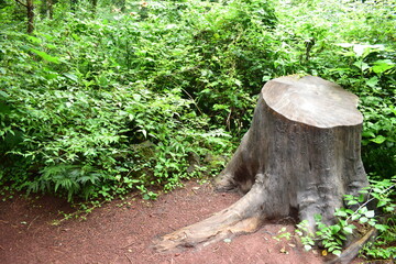 Fototapeta premium tree stump in forest