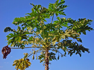 Papaya flowers on tree