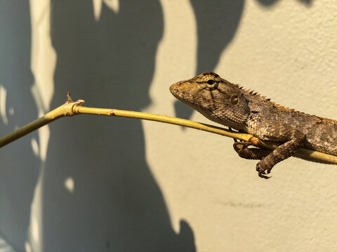 Close up of young lizard on the branch tree with copy space and white concrete background. - Powered by Adobe