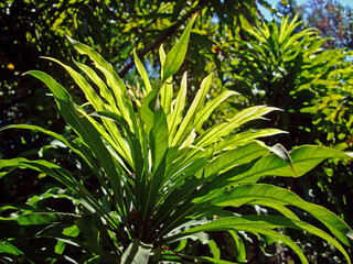 Tropical tree leaves (Gustavia superba)